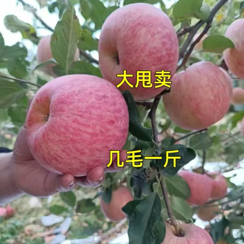 《畅销》山东红富士苹果产地口感脆甜多汁一手货源价格实惠