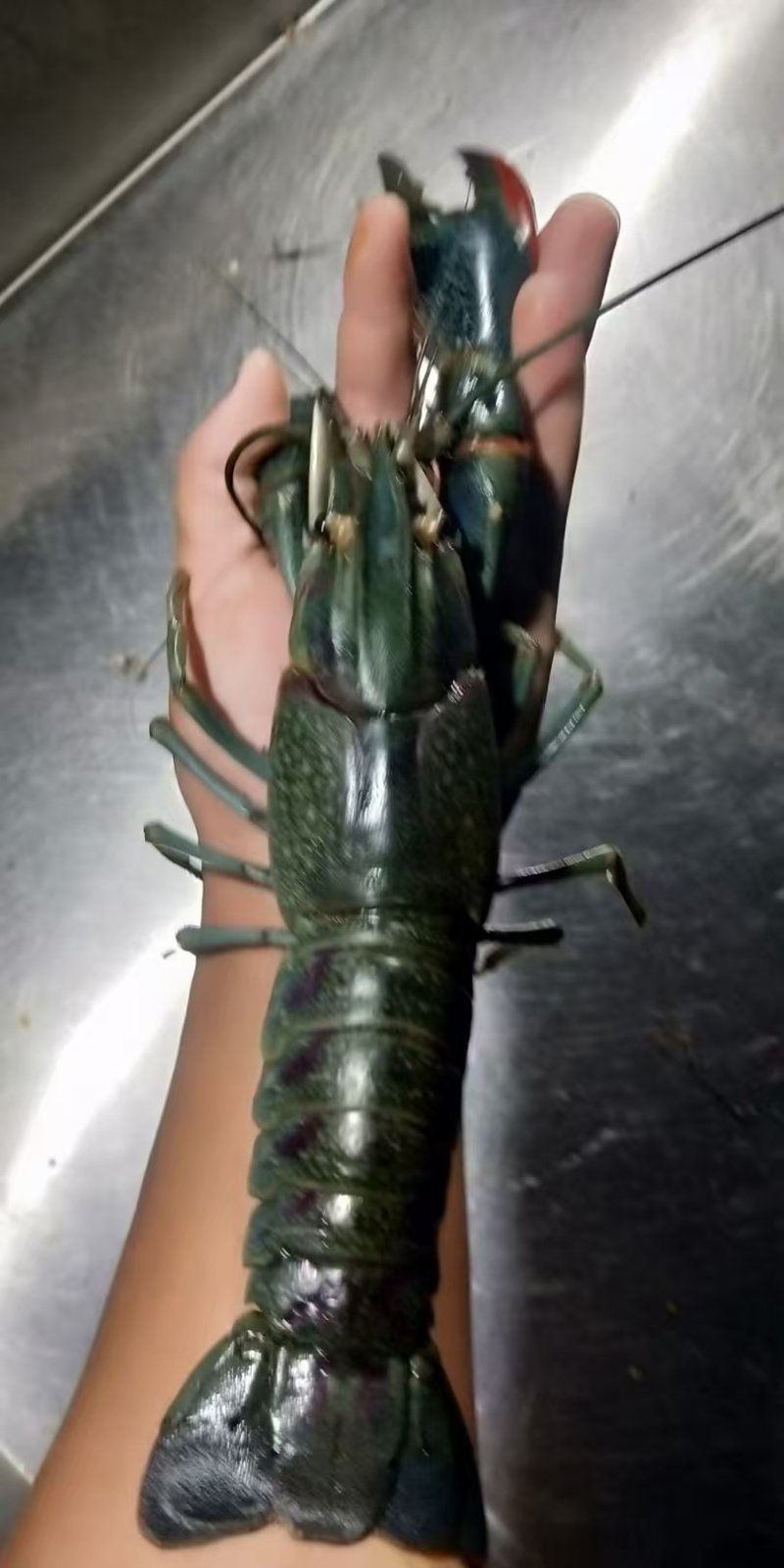 澳洲蓝龙虾，百亩虾塘货源充足，量大价优