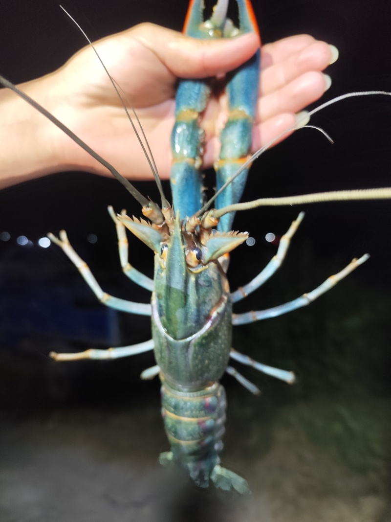 澳洲蓝龙虾，百亩虾塘货源充足，量大价优