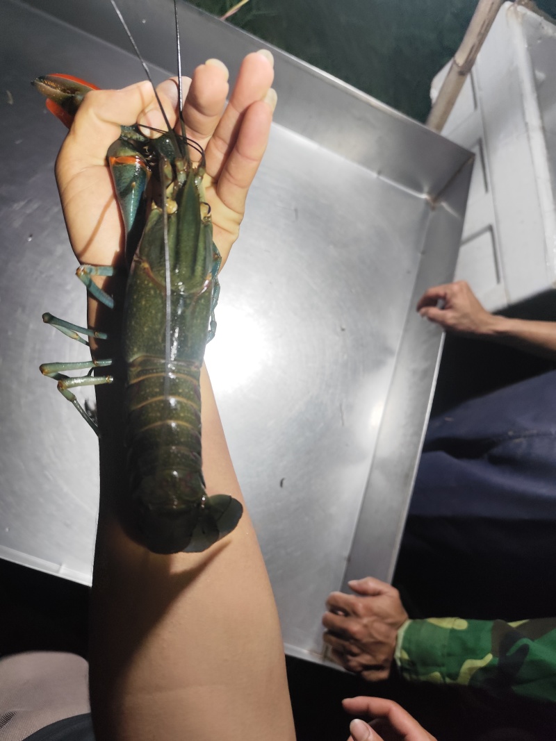 澳洲蓝龙虾，百亩虾塘货源充足，量大价优