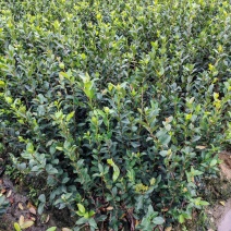 湖南株洲攸县嫁接油茶苗
