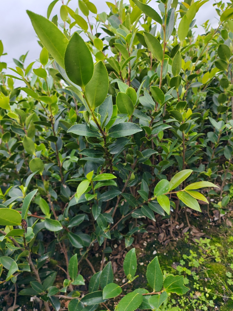 湖南株洲攸县嫁接油茶苗