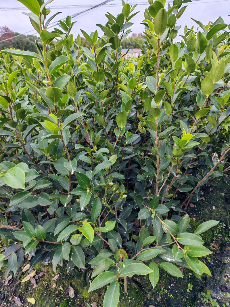 湖南株洲攸县嫁接油茶苗