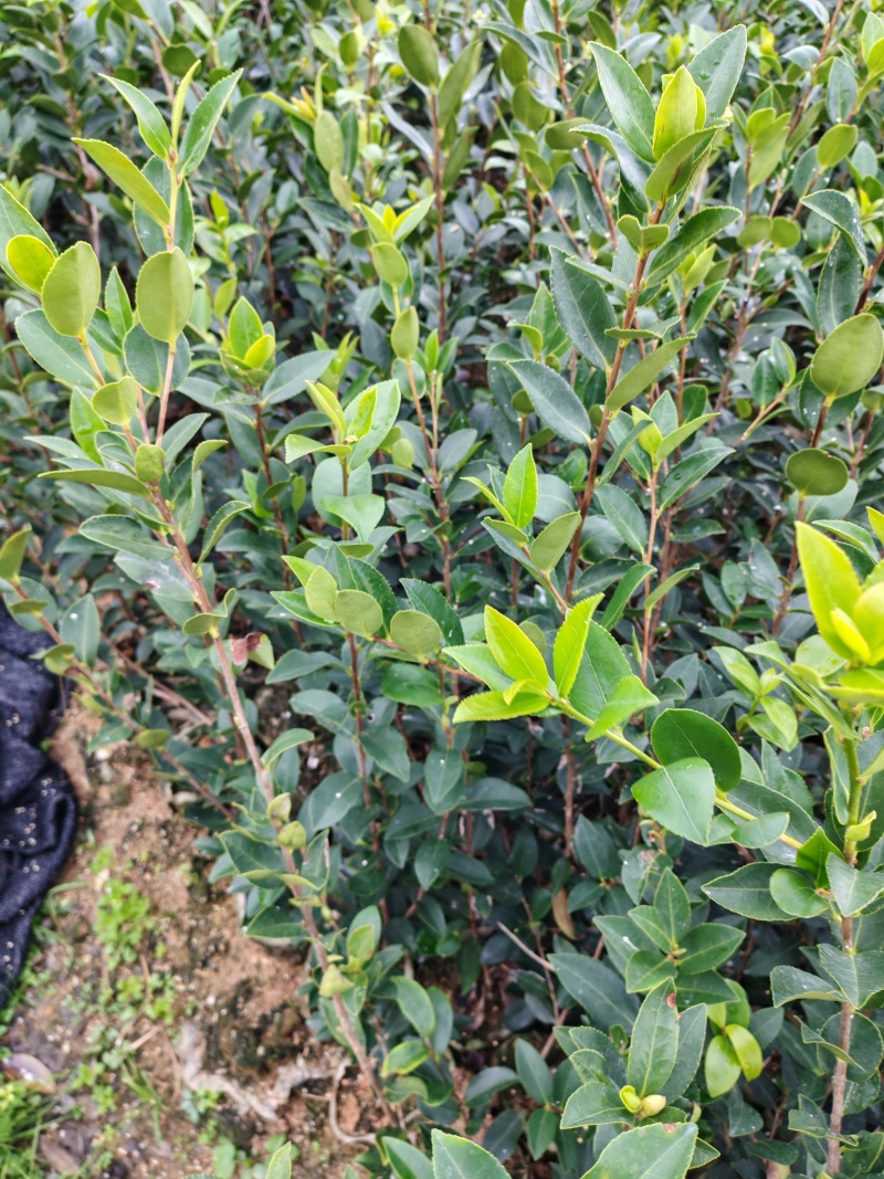 湖南株洲攸县嫁接油茶苗