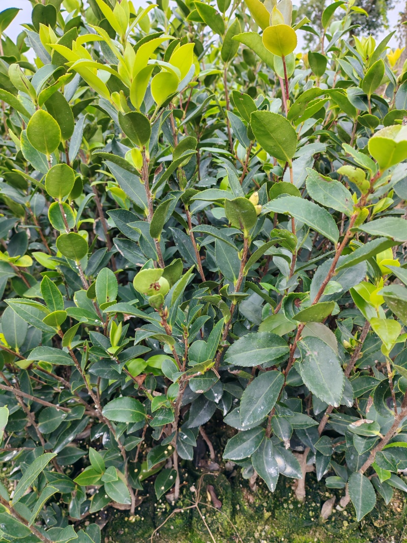 湖南株洲攸县嫁接油茶苗