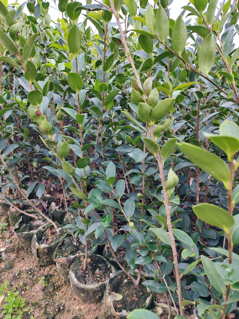 湖南株洲攸县嫁接油茶苗