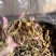 方竹笋小笋干