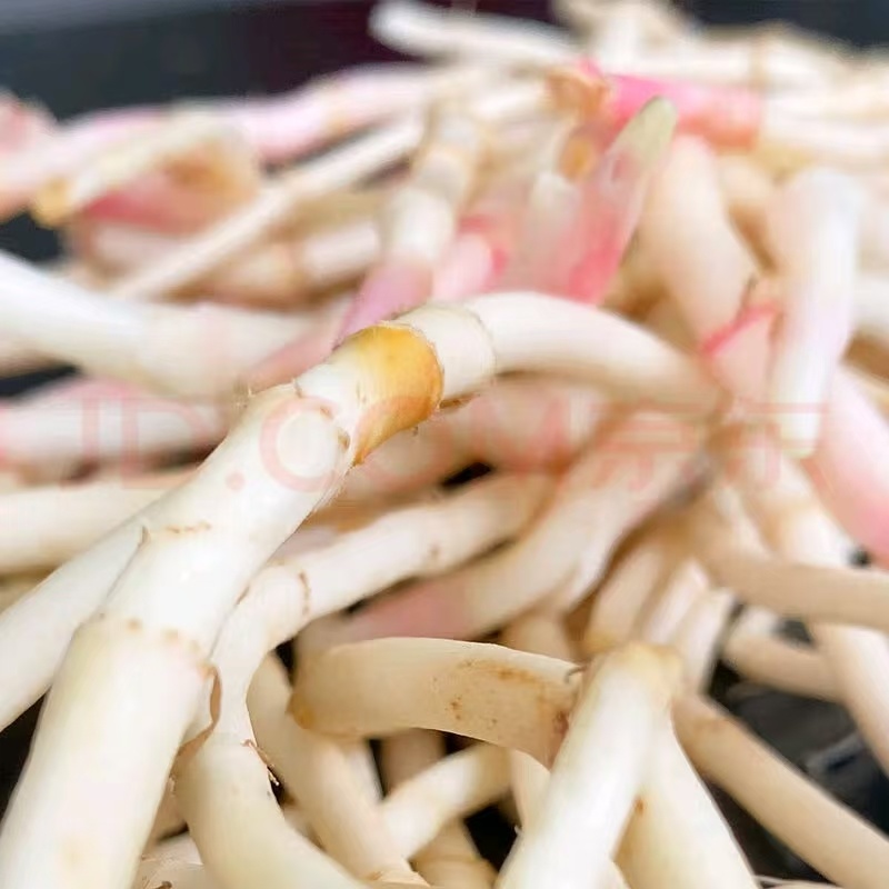 鱼腥草，折耳根，鱼腥草根，产地一手货源，品质保证