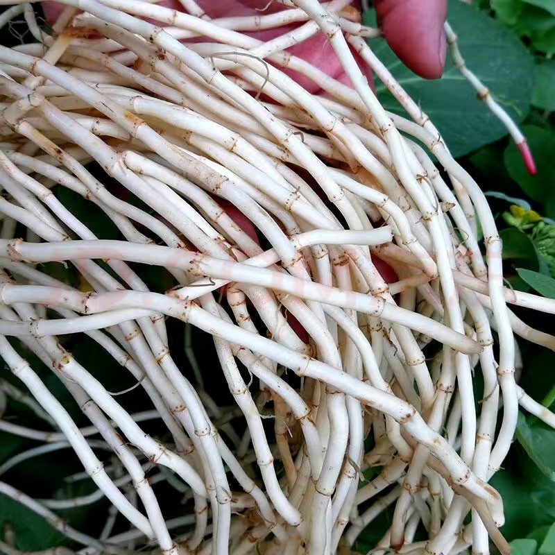鱼腥草，折耳根，鱼腥草根，产地一手货源，品质保证