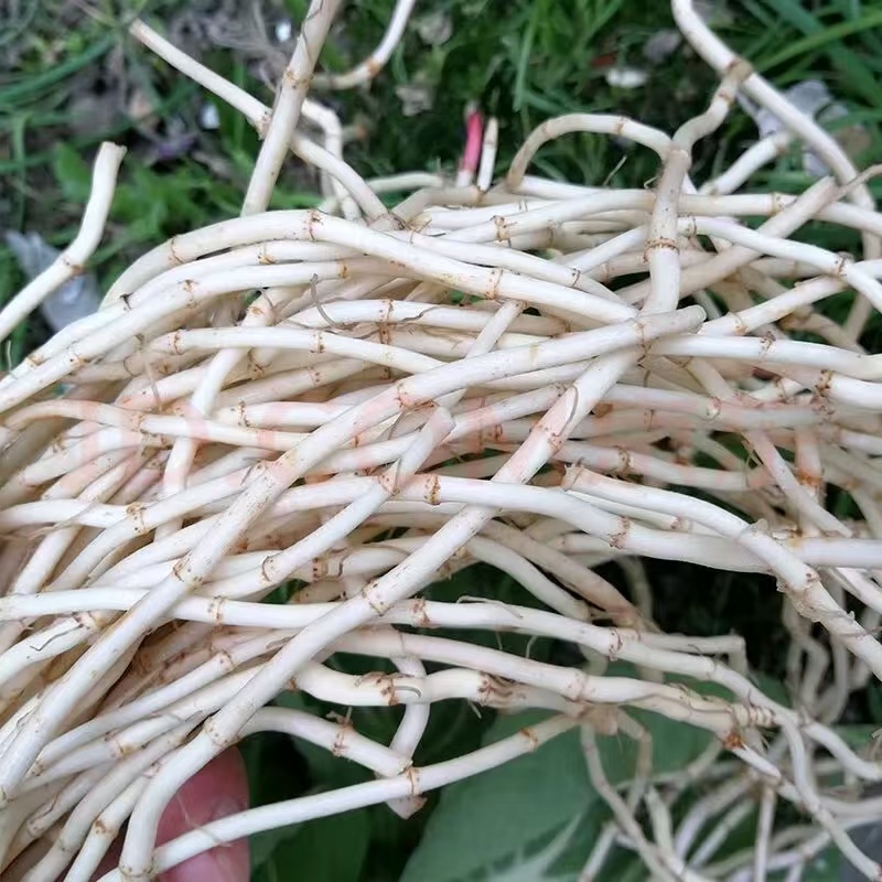鱼腥草，折耳根，鱼腥草根，产地一手货源，品质保证