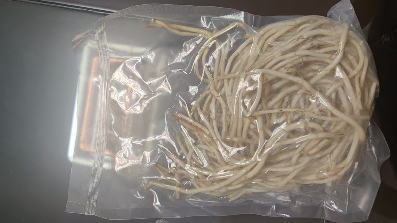 鱼腥草，折耳根，鱼腥草根，产地一手货源，品质保证
