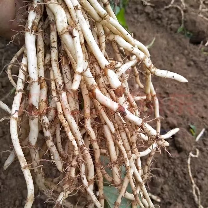 鱼腥草，折耳根，鱼腥草根，产地一手货源，品质保证