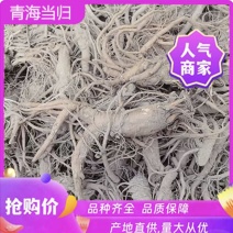 青海自种当归干货量大品质好对接全国药材批发商！