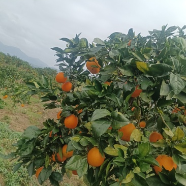 纽荷尔脐橙