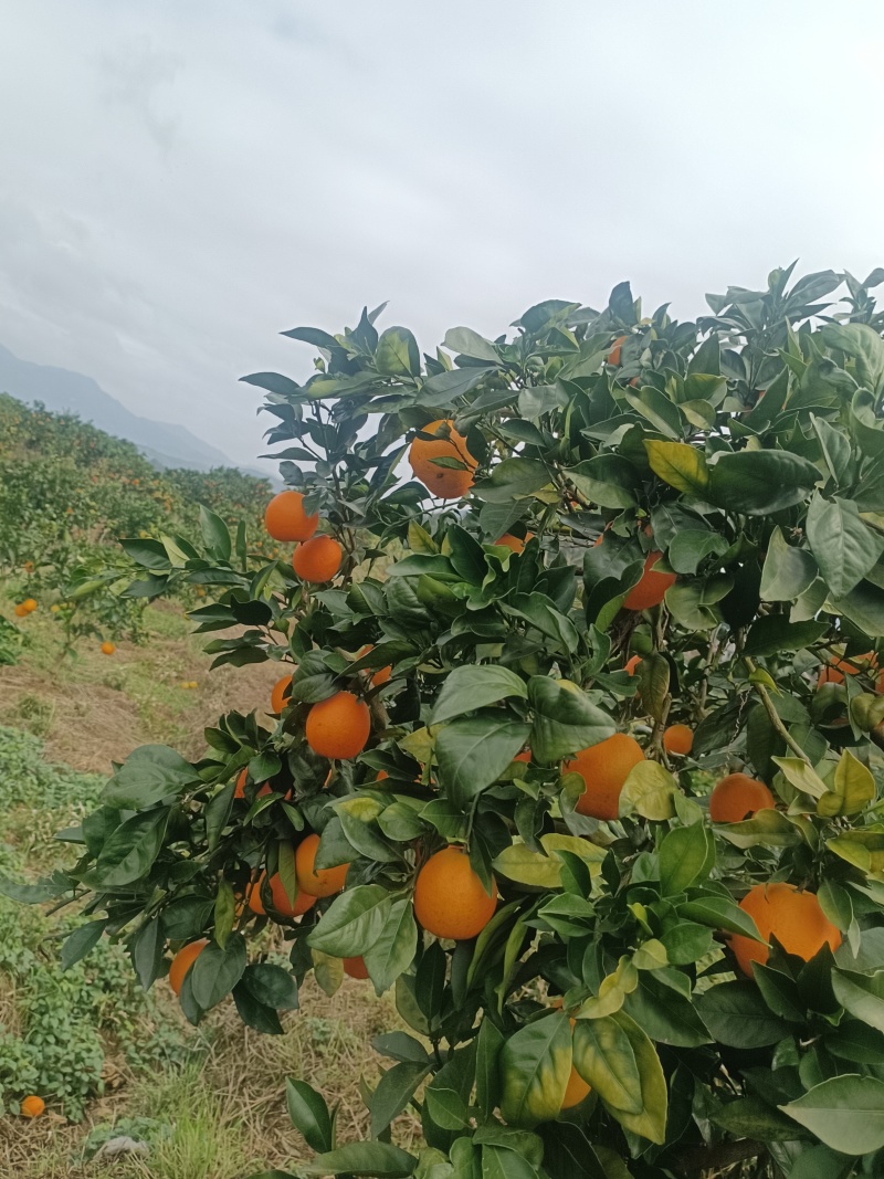 纽荷尔脐橙
