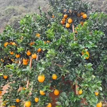 纽荷尔脐橙