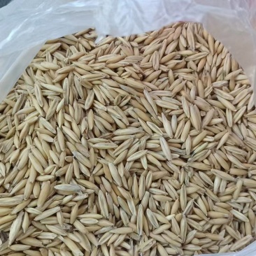 燕麦200吨