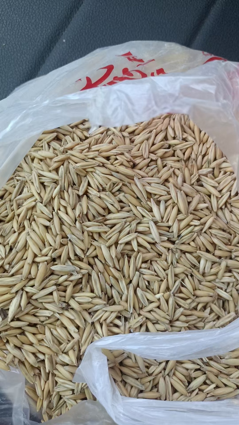 燕麦200吨
