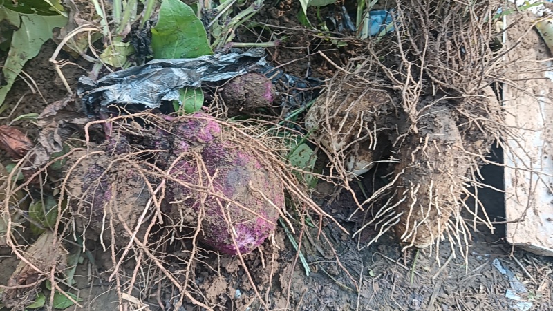 河南脚板薯大量供应一手货源保质保量全国发货