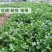 国外引进品种香妃大叶香菜种子耐热耐寒耐抽苔香味浓春秋种