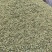 茴香