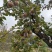 河北红梨