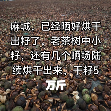 大别山湖北麻城中小油茶籽，霜降后采摘，出油率22.5