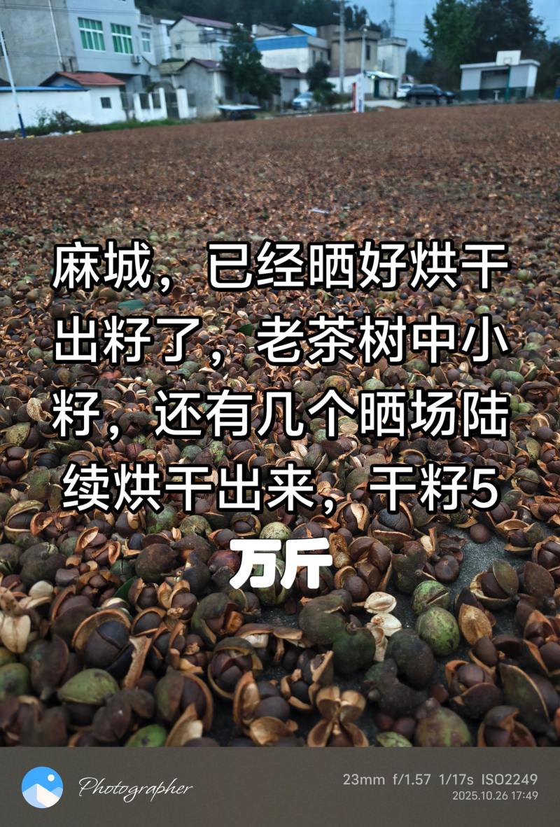大别山湖北麻城中小油茶籽，霜降后采摘，出油率22.5