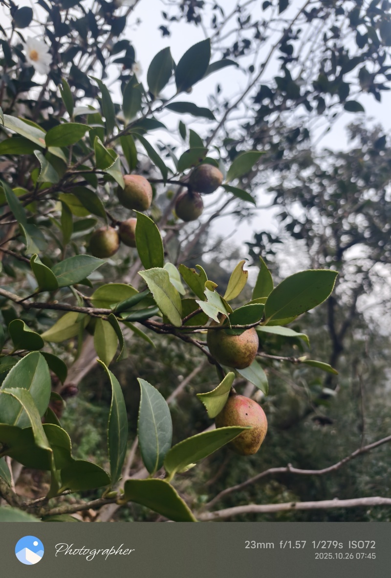 大别山湖北麻城中小油茶籽，霜降后采摘，出油率22.5