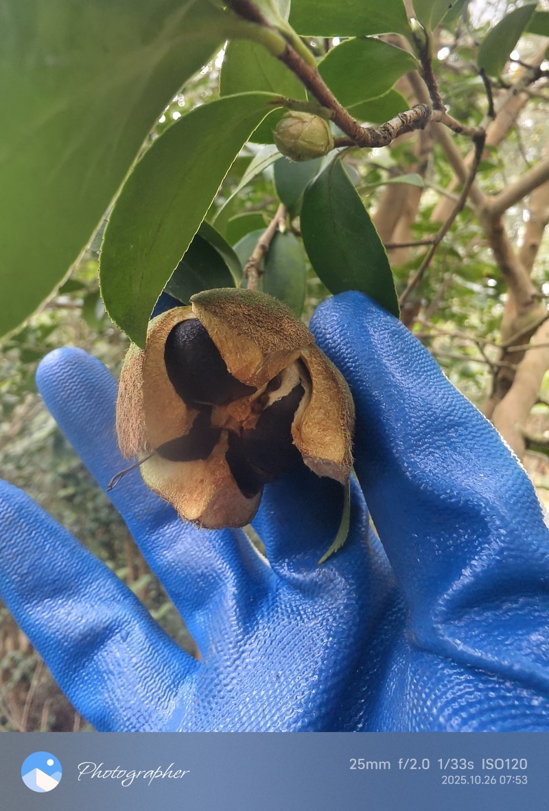 大别山湖北麻城中小油茶籽，霜降后采摘，出油率22.5