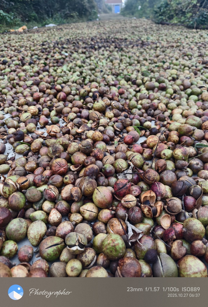 大别山湖北麻城中小油茶籽，霜降后采摘，出油率22.5