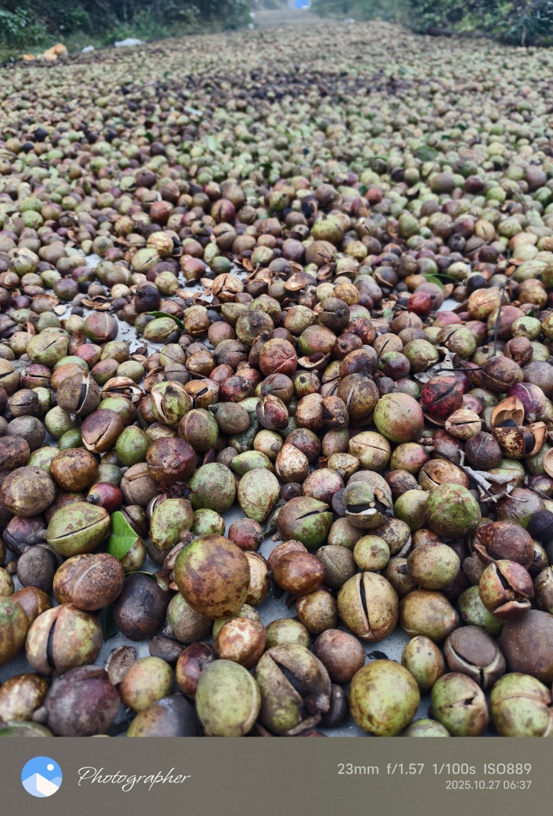 大别山湖北麻城中小油茶籽，霜降后采摘，出油率22.5
