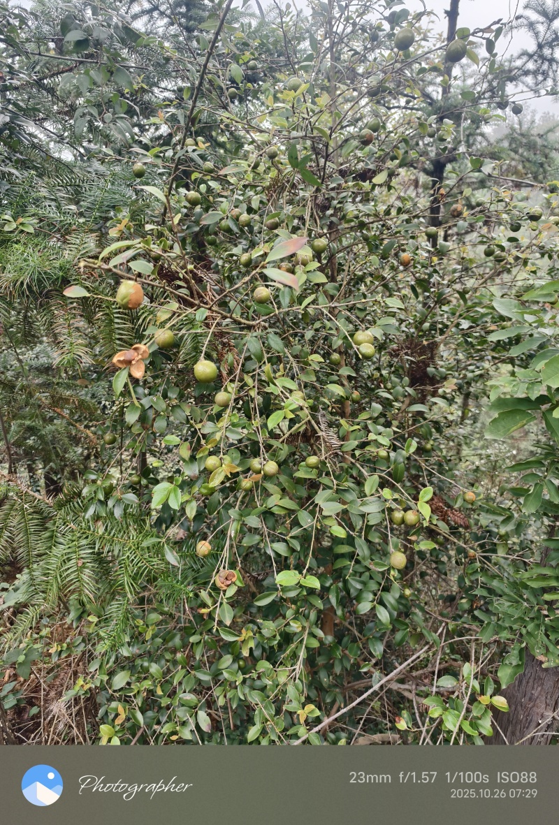 大别山湖北麻城中小油茶籽，霜降后采摘，出油率22.5