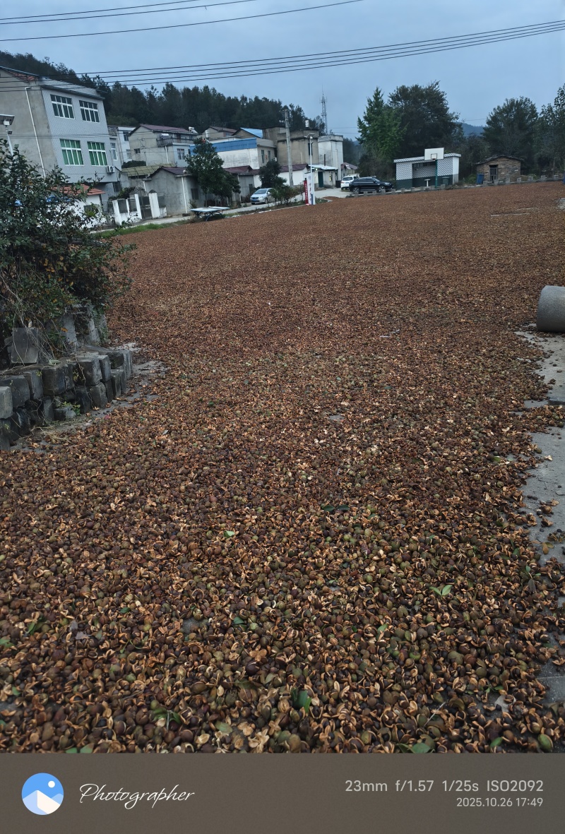 大别山湖北麻城中小油茶籽，霜降后采摘，出油率22.5