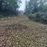大别山湖北麻城中小油茶籽，霜降后采摘，出油率22.5