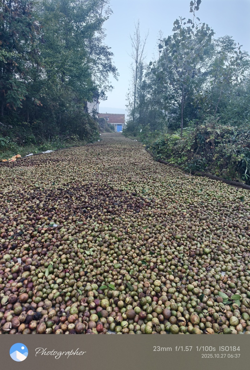 大别山湖北麻城中小油茶籽，霜降后采摘，出油率22.5