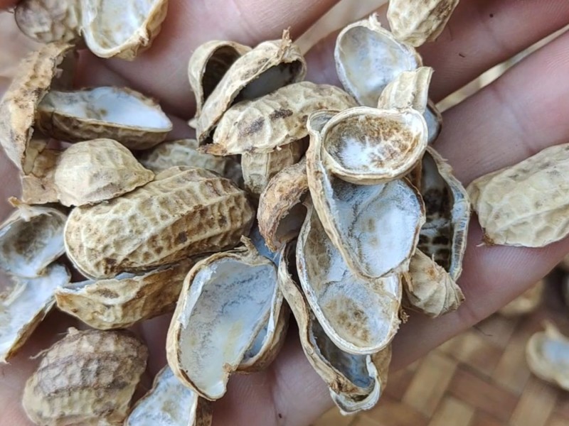 河北精品花生壳/产地直发/一手货源/量大从优/诚信经营