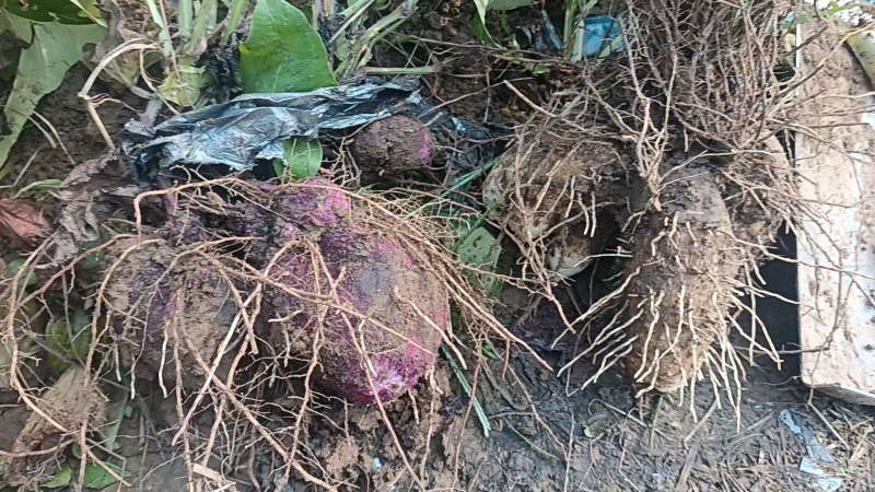 脚板薯产地直销货源充足量大质优价格优惠