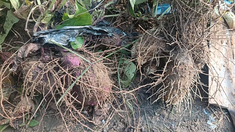 脚板薯产地直销货源充足量大质优价格优惠