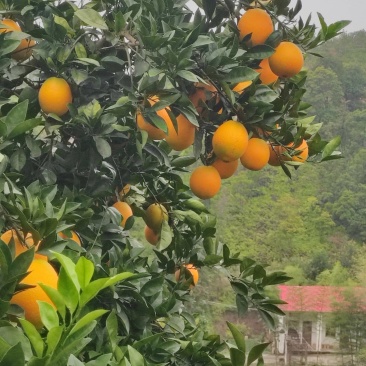 正宗赣南脐橙，现采现发，没有中间差价，欢迎咨询合作！