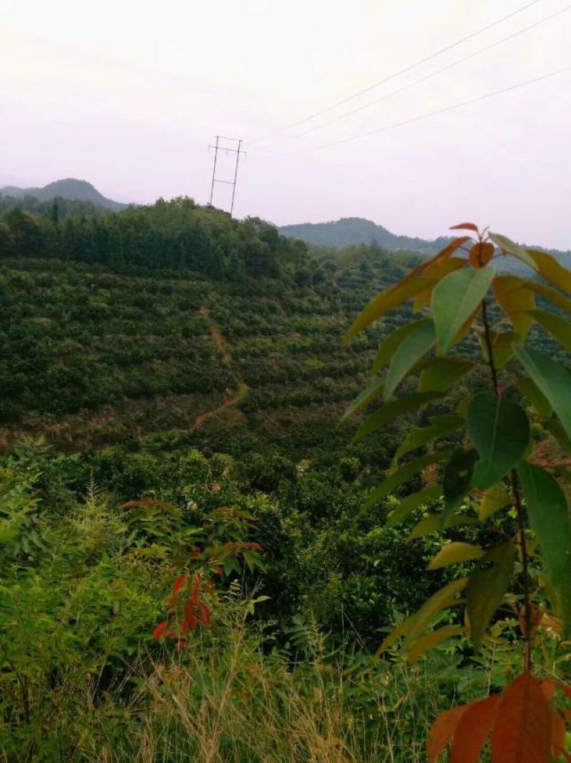 正宗赣南脐橙，现采现发，没有中间差价，欢迎咨询合作！