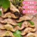菱角青菱角红菱角种子两角菱角老菱角牛角菱角种苗