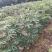 无花果优质种苗芭劳奈布兰瑞克波姬红