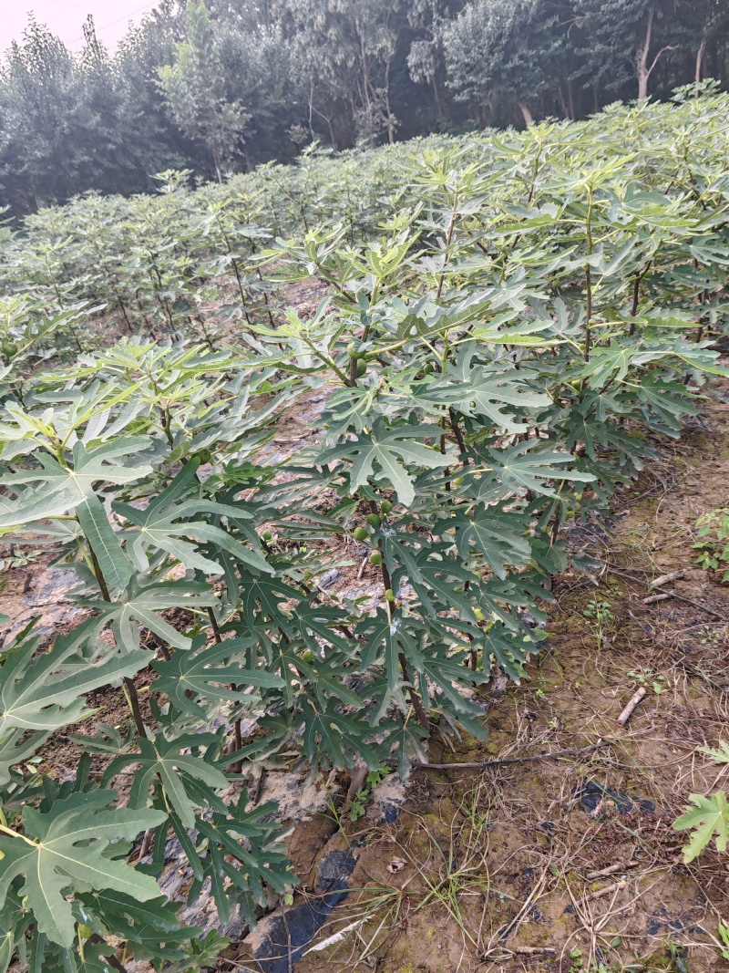无花果优质种苗芭劳奈布兰瑞克波姬红