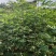 无花果优质种苗芭劳奈布兰瑞克波姬红