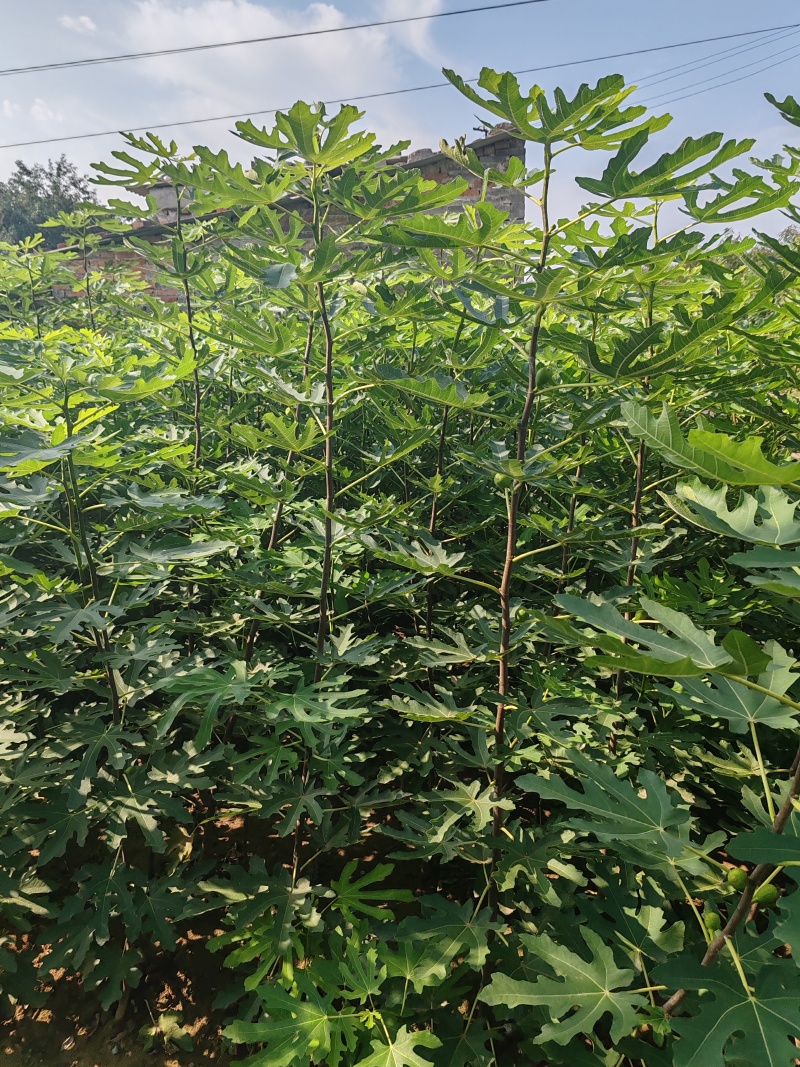 无花果优质种苗芭劳奈布兰瑞克波姬红