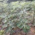 无花果优质种苗芭劳奈布兰瑞克波姬红