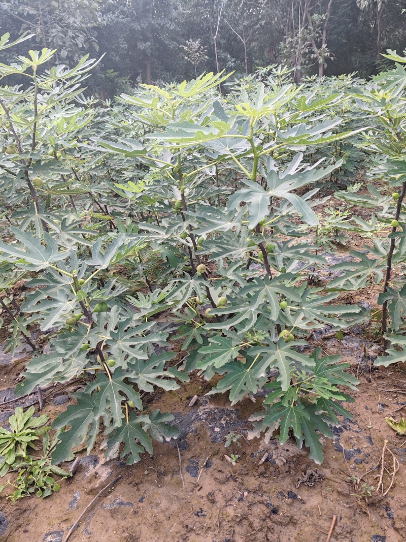无花果优质种苗芭劳奈布兰瑞克波姬红