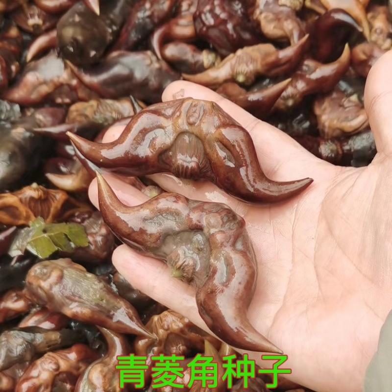 菱角青菱角红菱角种子两角菱角老菱角牛角菱角种苗