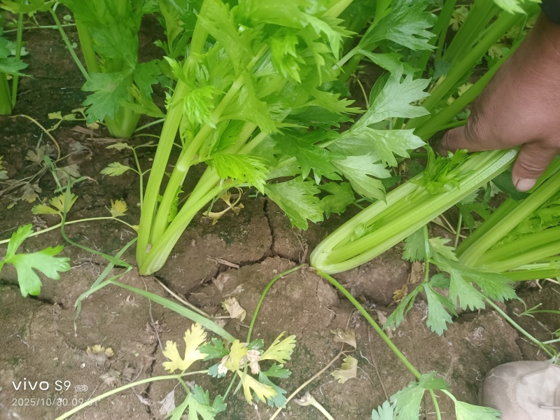 芹菜